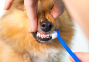 importance of dog teeth cleaning woodbridge, va