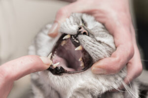 cat teeth cleaning woodbridge, va