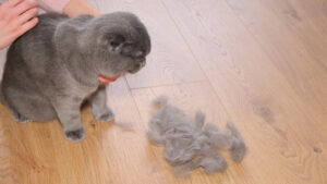 cat hair loss woodbridge, va