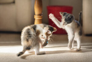 two-kittens-playing-together