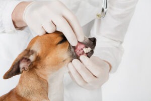 vet-examining-dog's-teeth