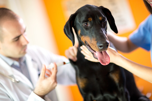 vet-administering-vaccine-to-dog-while-vet-tech-holds-dog