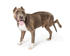 large-bully-breed-dog-with-injured-back-leg