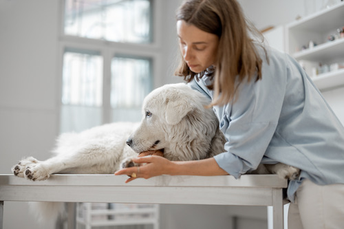 worried-owner-holding-dog-at-vet-clinic