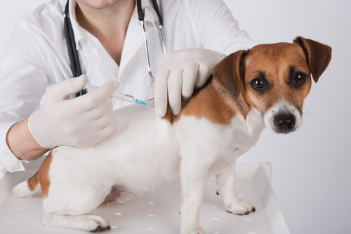 vet-administering-vaccine-to-small-dog