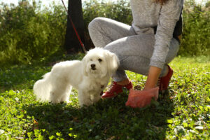 woman-picking-up-dog-poop-in-park-while-walking-her-dog