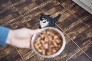 black-and-white-cat-watching-owner-hold-food-bowl