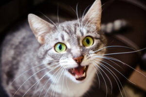 gray-and-white-cat-meowing