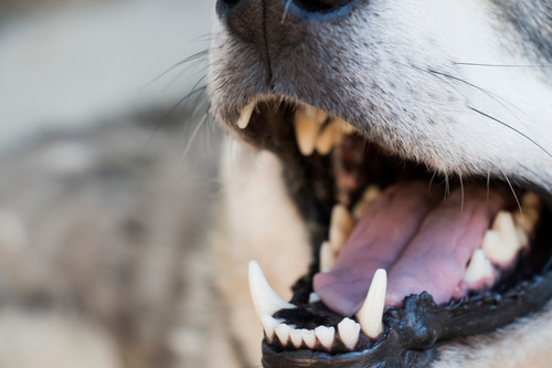close up of a dog's open mouth