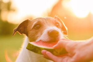 close up of jack russell terrier dog eating watermelon from a woman's hand on a sunny day