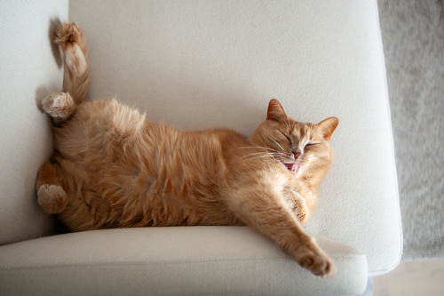 orange cat lays leisurely on the couch while grooming itself