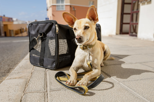 dog laying near transport bag ready to travel