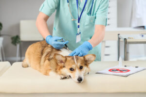vet using tool to remove tick from corgi dog at clinic