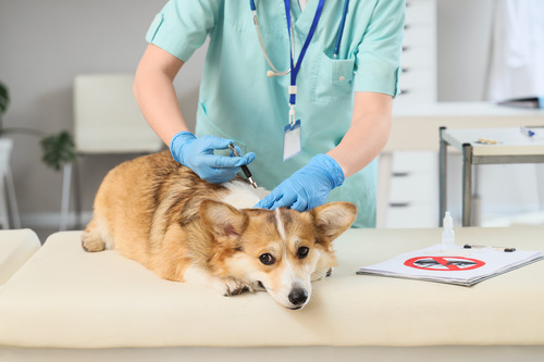 vet using tool to remove tick from corgi dog at clinic