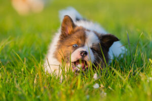 close up of puppy eating grass