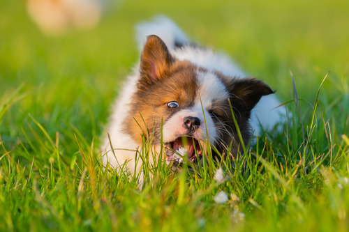 close up of puppy eating grass