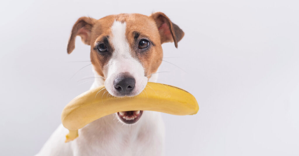 jack russell terrier dog holding an banana in its mouth