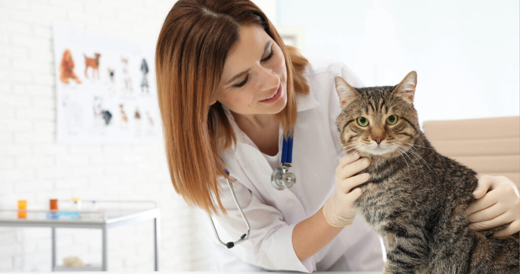 female vet examining cat at clinic