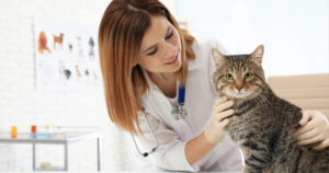 female vet examining cat at clinic