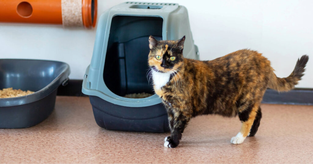 cat standing outside of litter box