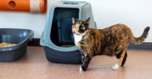 cat standing outside of litter box