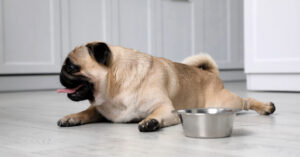 pug dog laying next to water bowl on the floor of the kitchen while panting