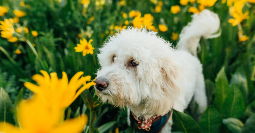 dog sniffing in a field of flowers