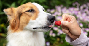 dog being offered a strawberry to eat