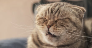 Scottish Fold cat about to sneeze