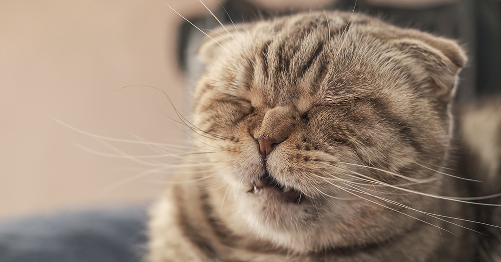Scottish Fold cat about to sneeze