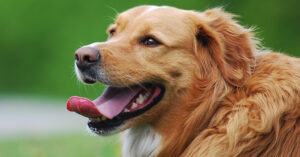 golden retriever panting
