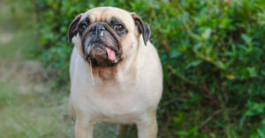 a pug with drool dripping from its mouth